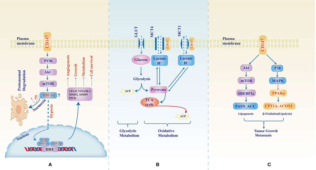 Frontiers | CD147: an integral and potential molecule to