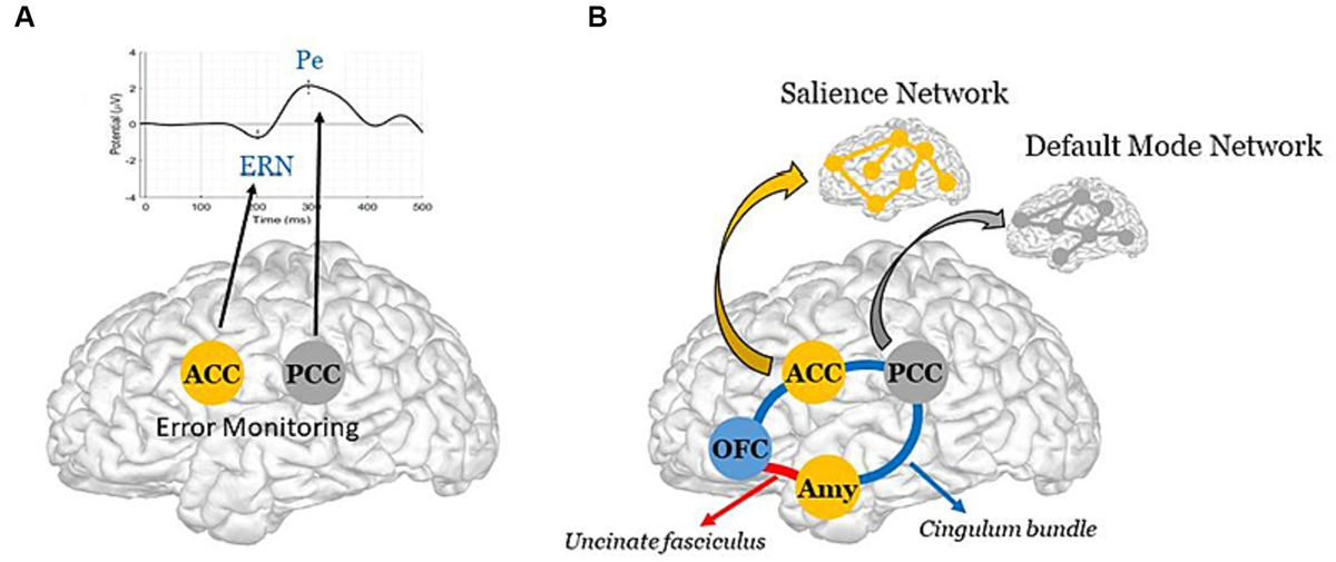 Frontiers | The dual-path hypothesis for the emergence of