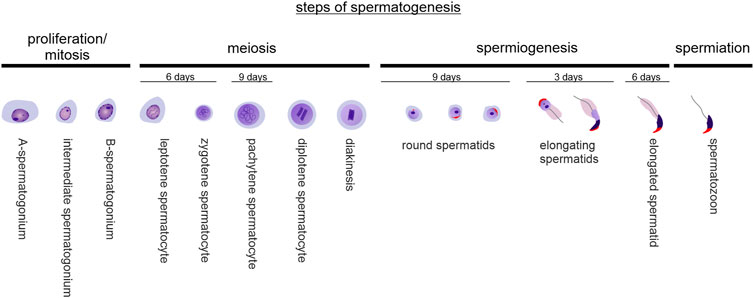 Frontiers | A missense mutation in Ehd1 associated with