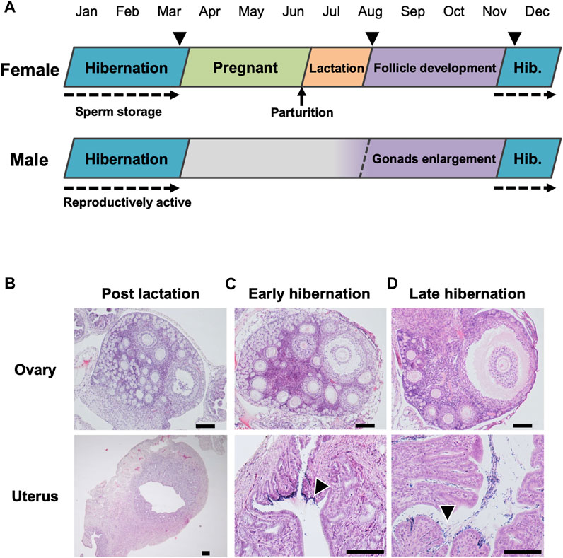 Frontiers | Mating in the cold. Prolonged sperm storage