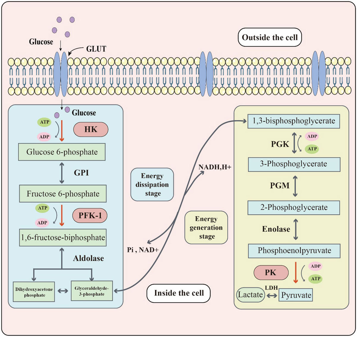 ポスト Early attainment of 20-hydroxyecdysone threshold shapes