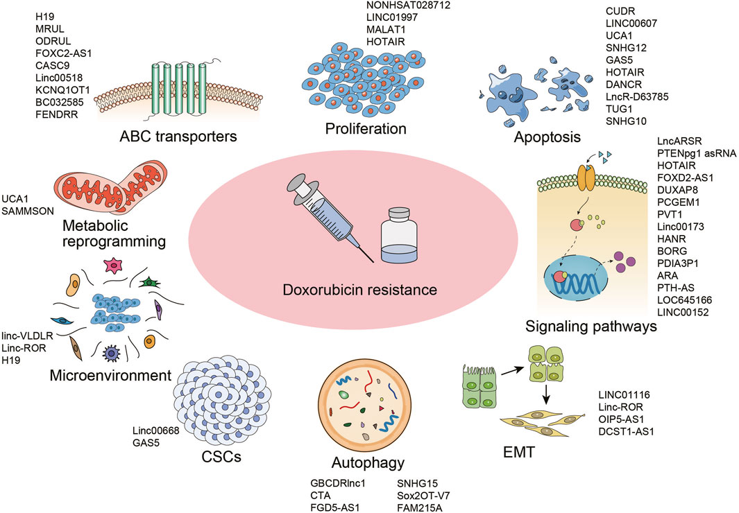 Frontiers | Insights into the involvement of long non-coding
