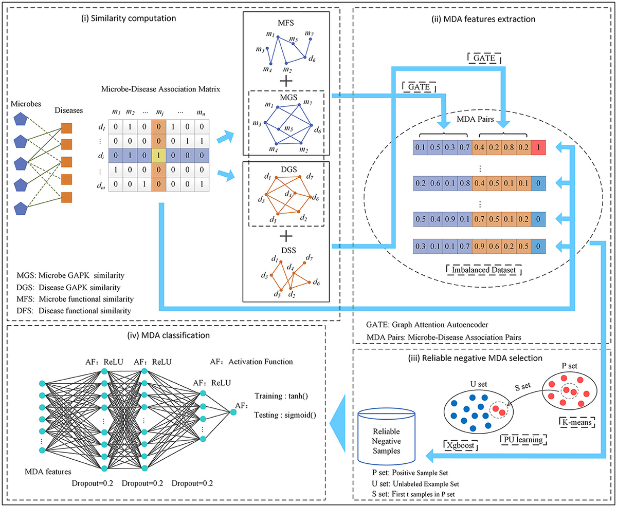 Frontiers | Predicting potential microbe-disease associations with ...