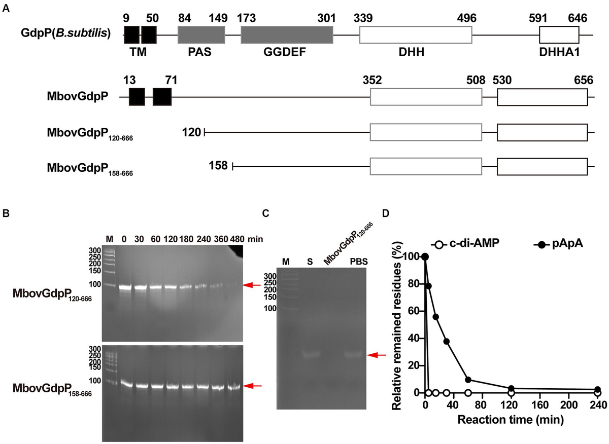 Frontiers | An atypical GdpP enzyme linking cyclic