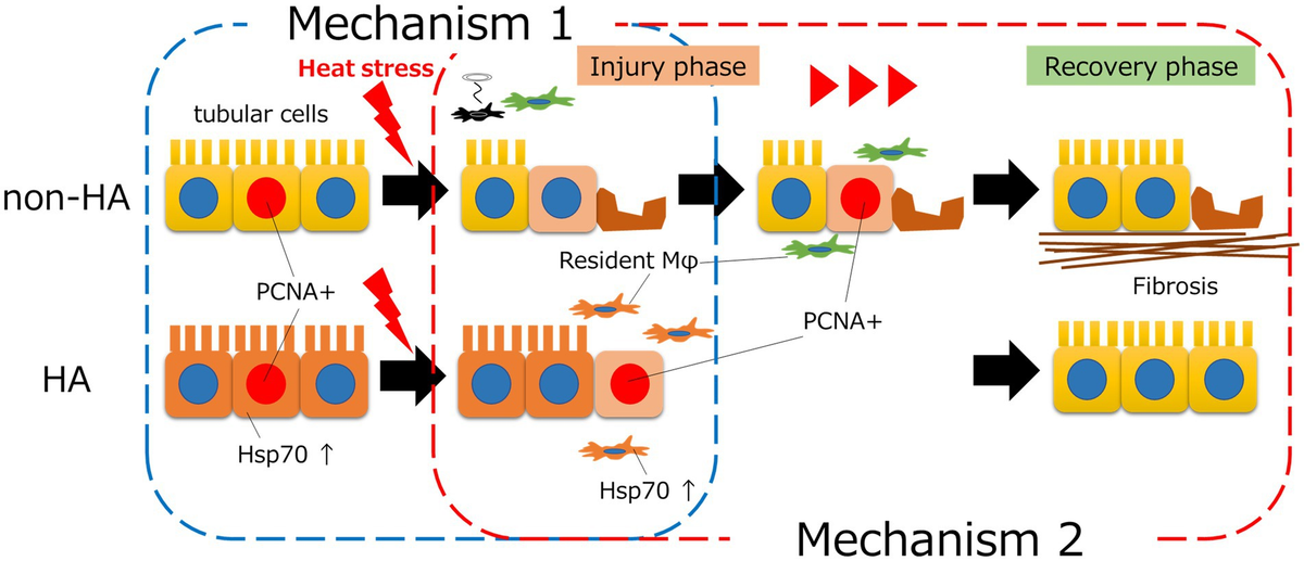 Frontiers | Heatstroke-induced acute kidney injury and the