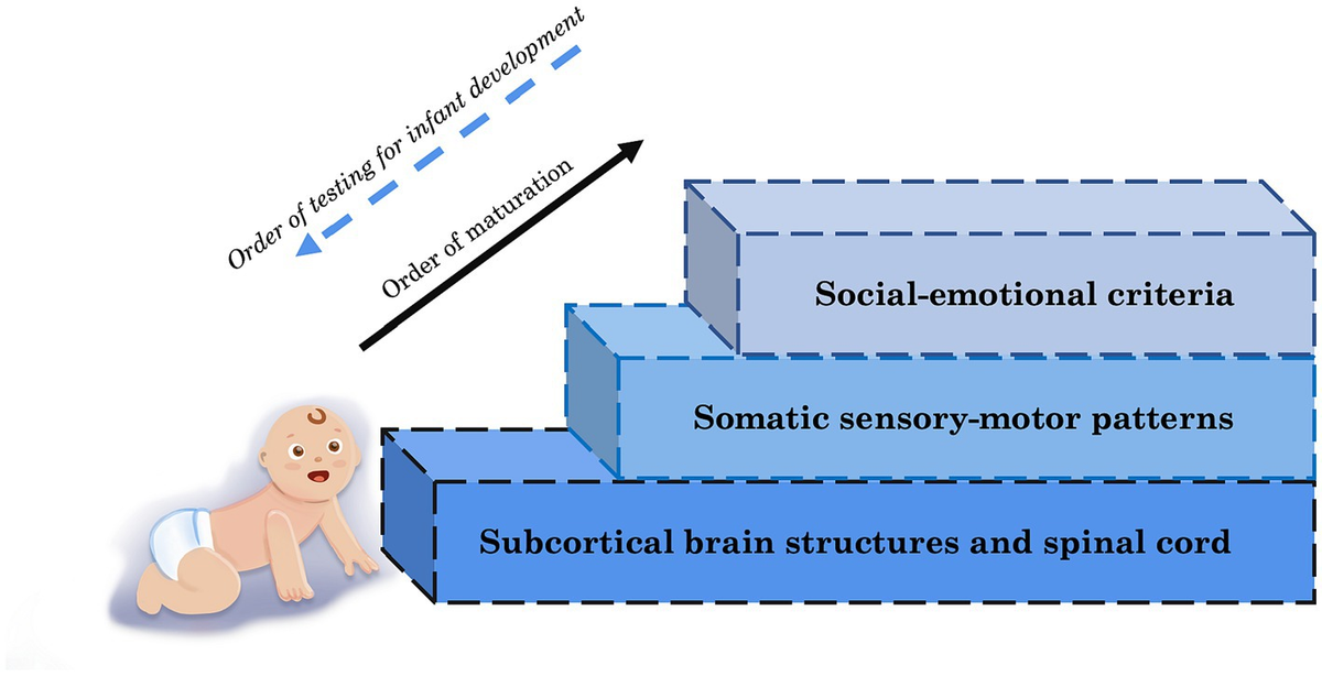 Sensorimotor tests of infant development outlet