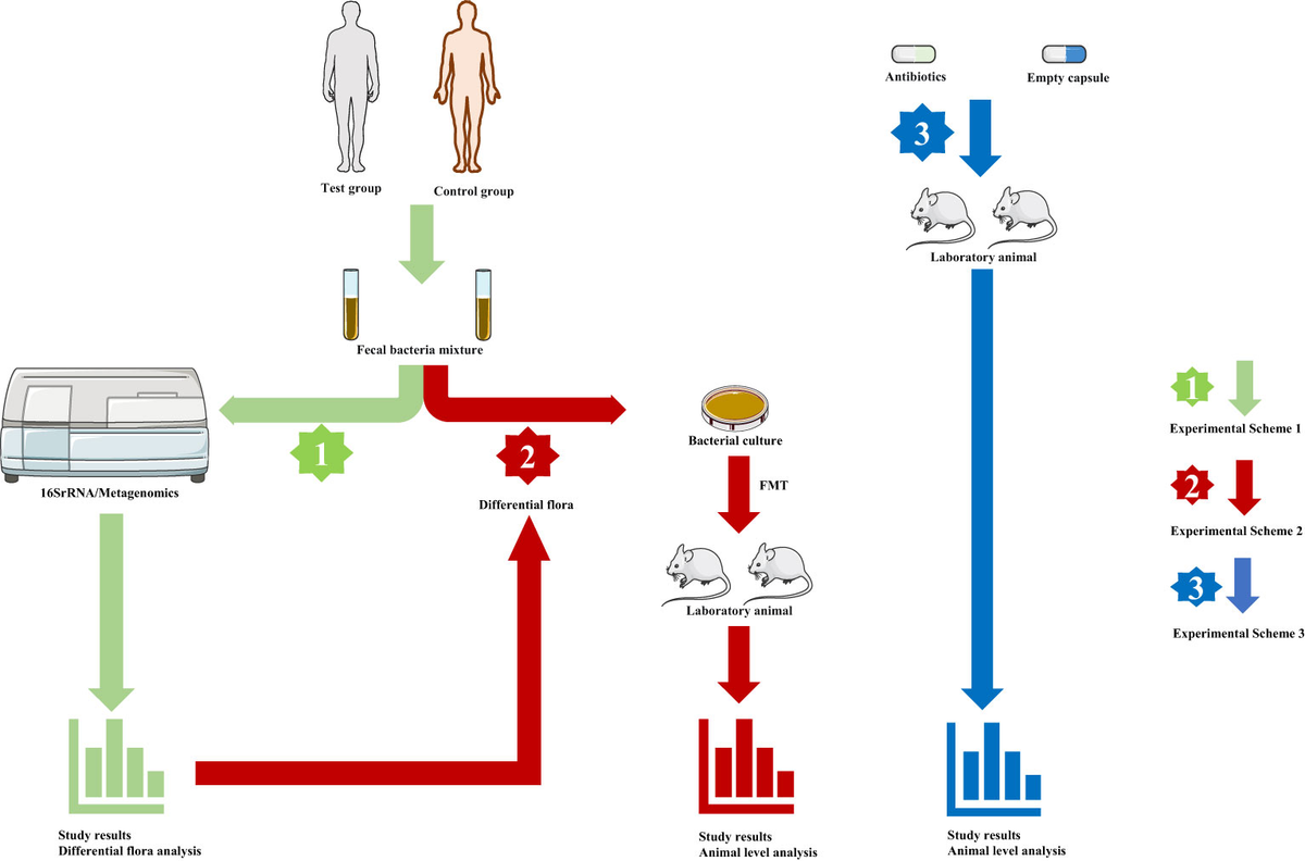 新作揃え Frontiers | PitNETs and the gut microbiota: potential 着物・浴衣・和小物