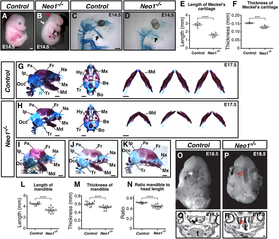 Dendritic Cells in Clinics Onji， Morikazu Light-microscopy-based connectomic reconstruction of