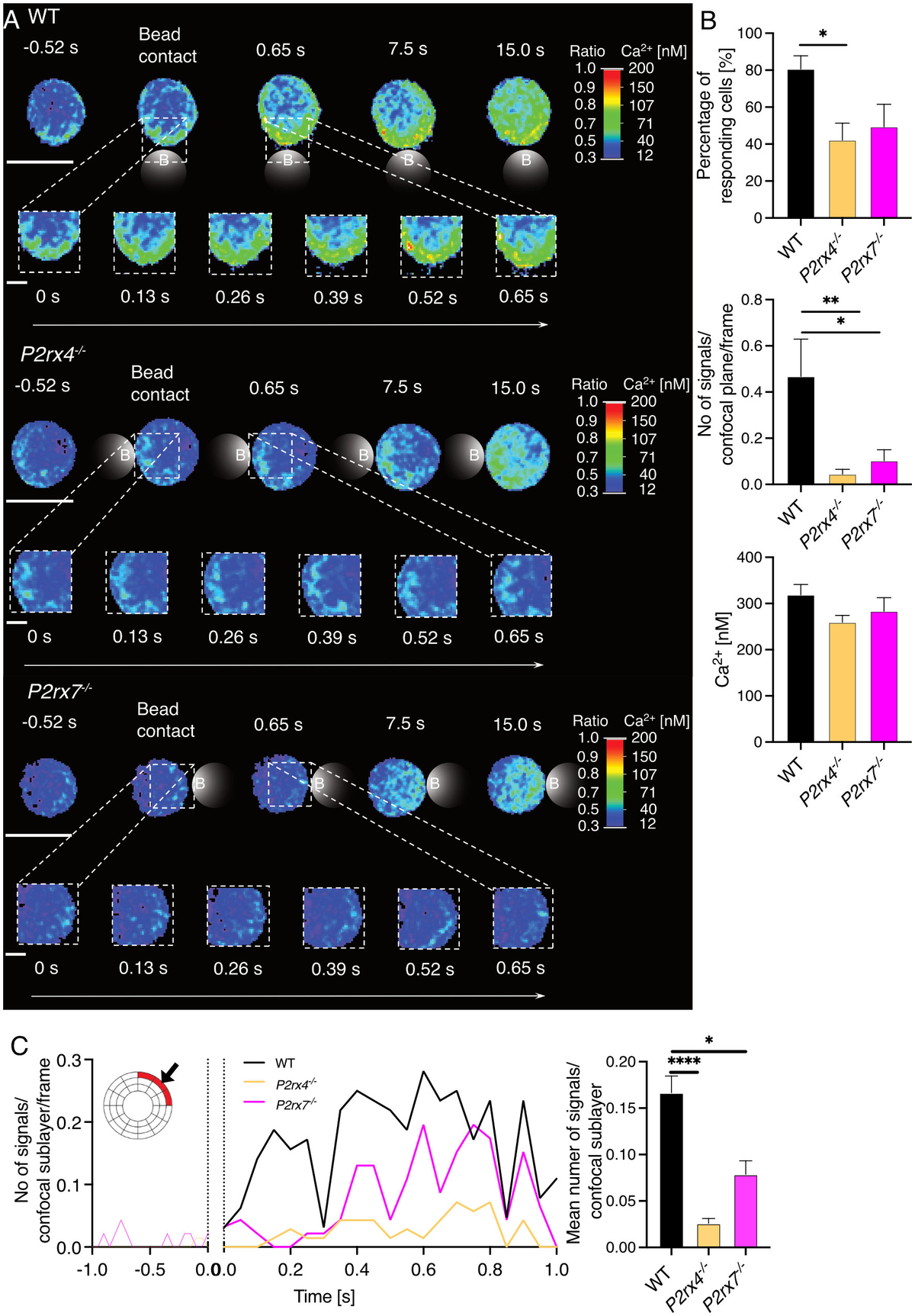 Frontiers | Time-resolved role of P2X4 and P2X7 during CD8+