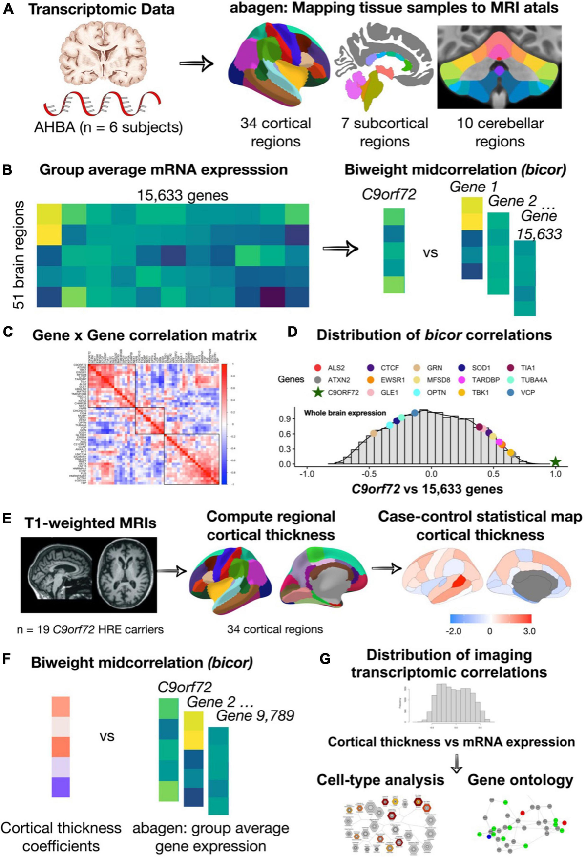 Frontiers | C9orf72 gene networks in the human brain