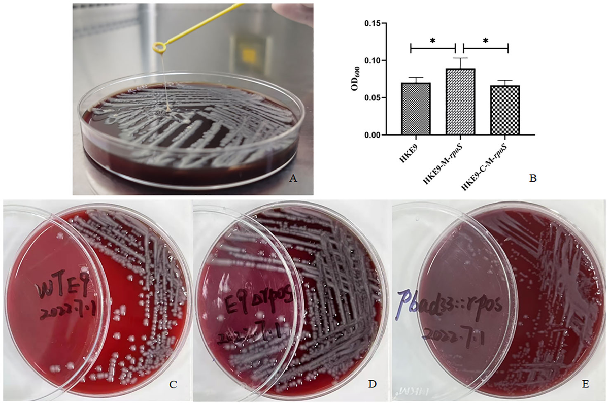 Frontiers | Transcriptomic and phenotype analysis revealed