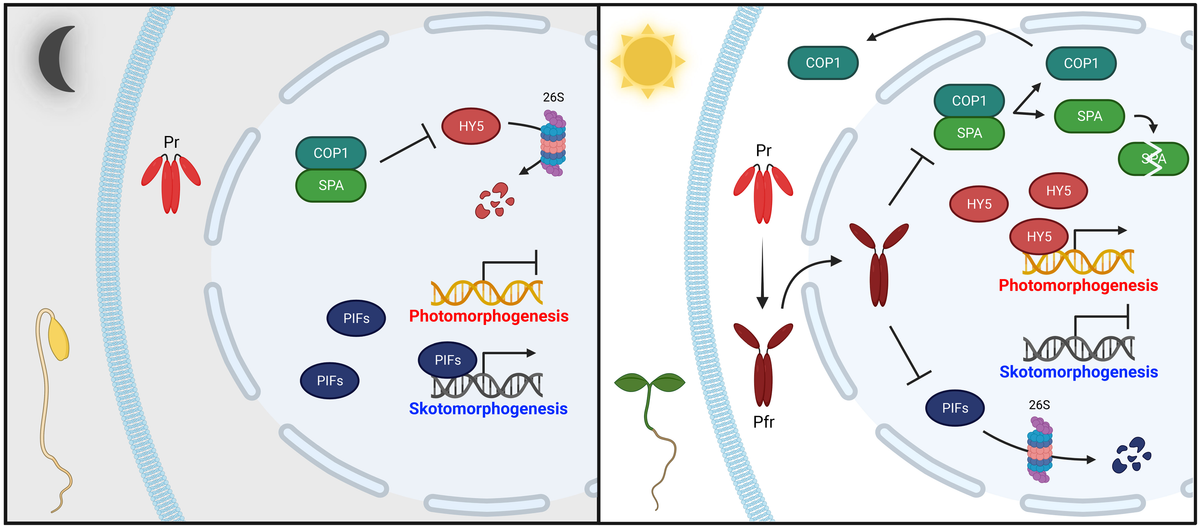 Frontiers | Phytochrome phosphorylation in plant light signaling