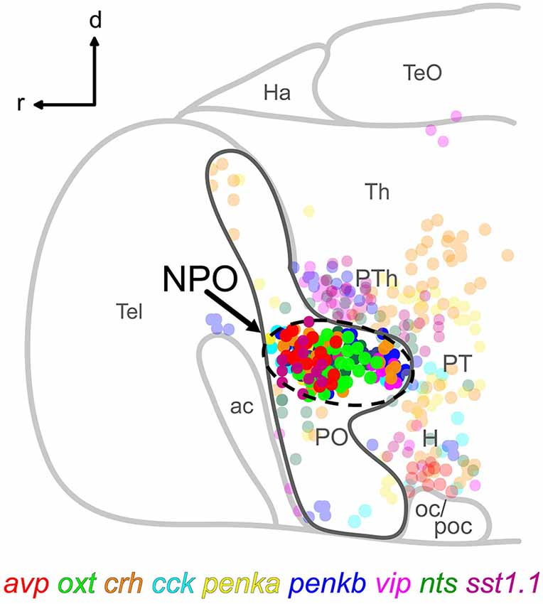 Frontiers | Coexpression analysis of nine neuropeptides in the ...