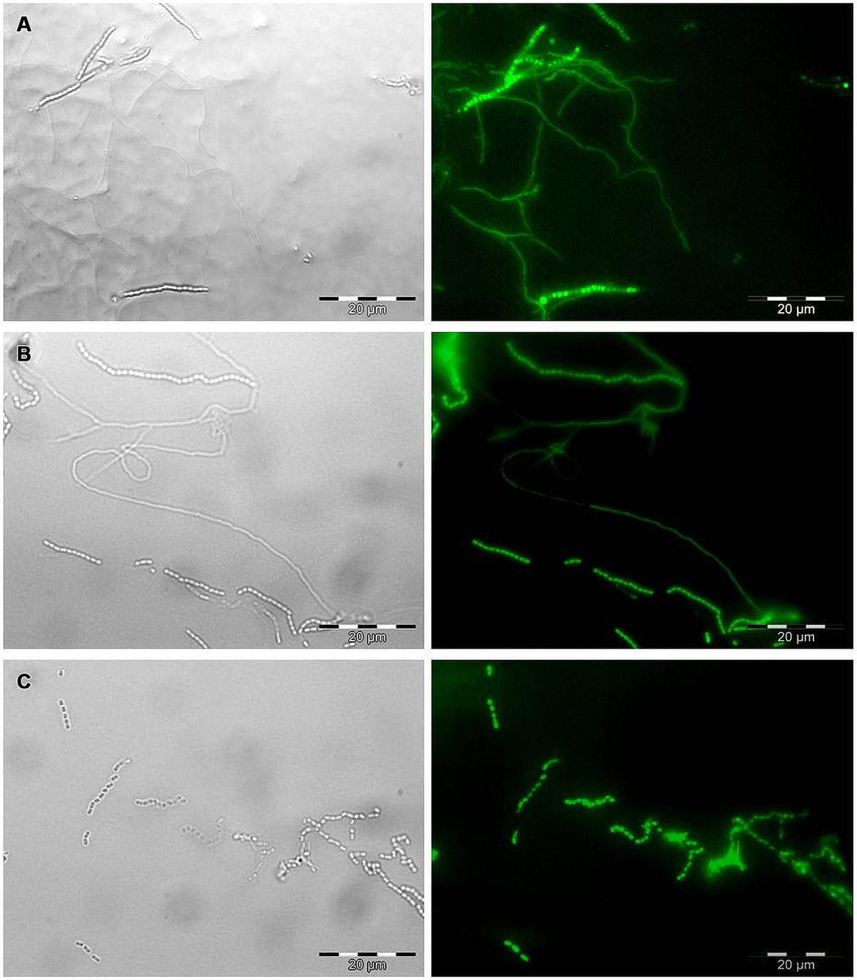 fmicb-06-00025-g001.jpg