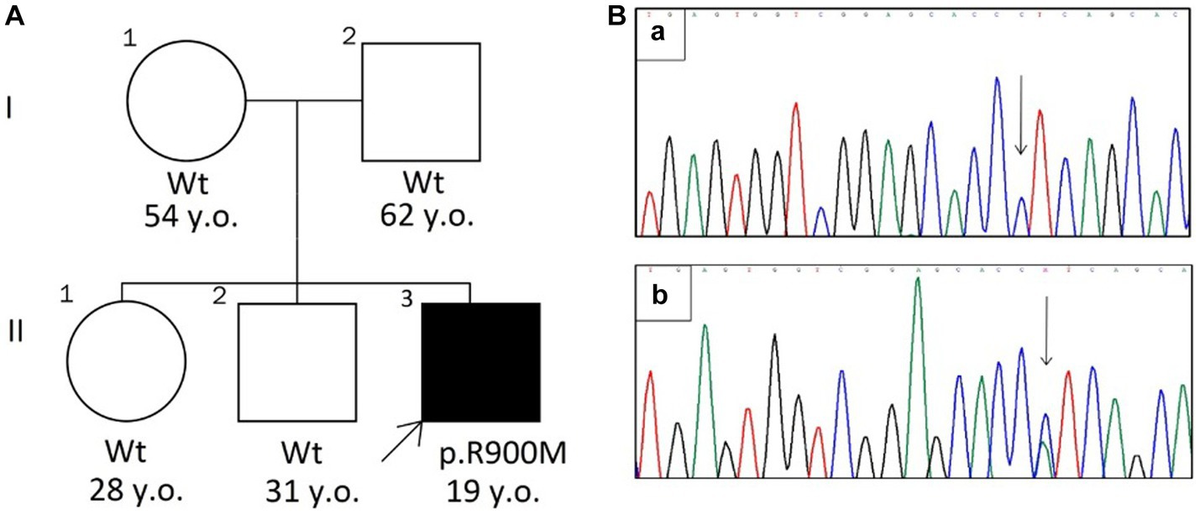 福袋 売れ残り novel A report: Case | Frontiers CACNA1S associated mutation トリートメント