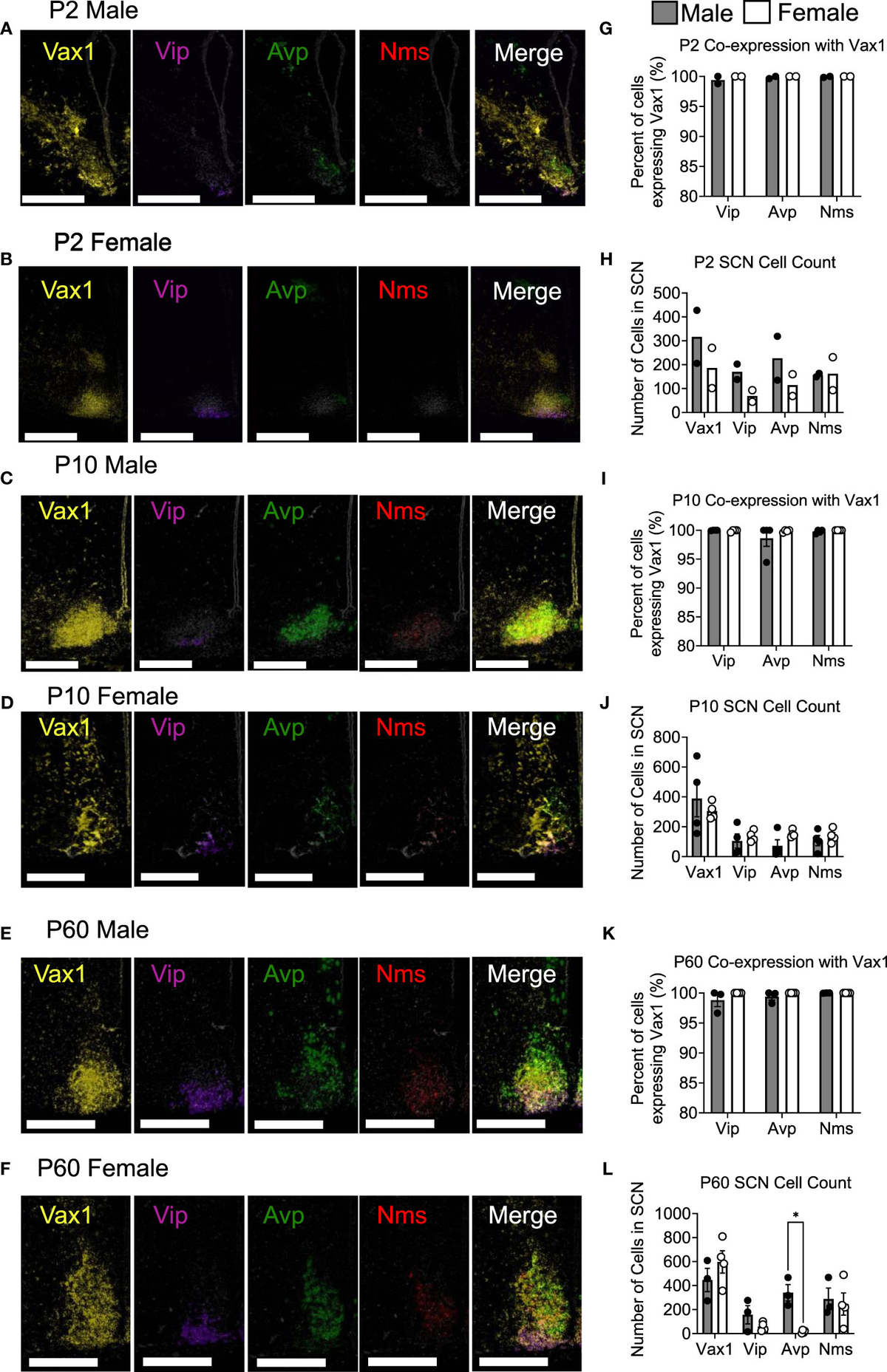 The transcription factor VAX1 in VIP neurons of the suprachiasmatic nucleus  impacts circadian rhythm generation, depressive-like behavior, and the  reproductive axis in a sex-specific manner in mice - Frontiers