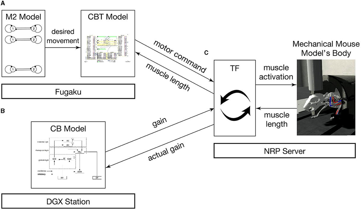Frontiers | Embodied bidirectional simulation of a spiking