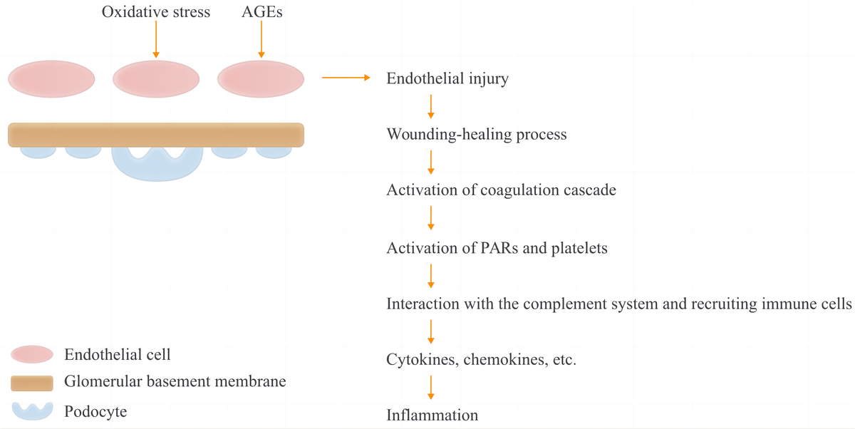Dysregulated coagulation system links to inflammation in diabetic kidney disease