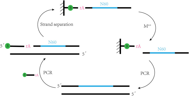 Frontiers | A promising nucleic acid therapy drug: DNAzymes