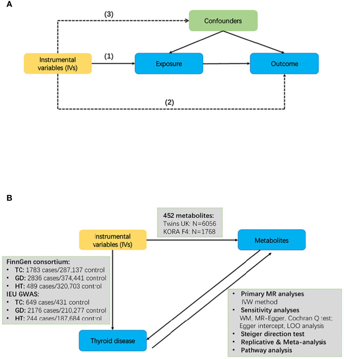 Frontiers | Exploring blood metabolites and thyroid