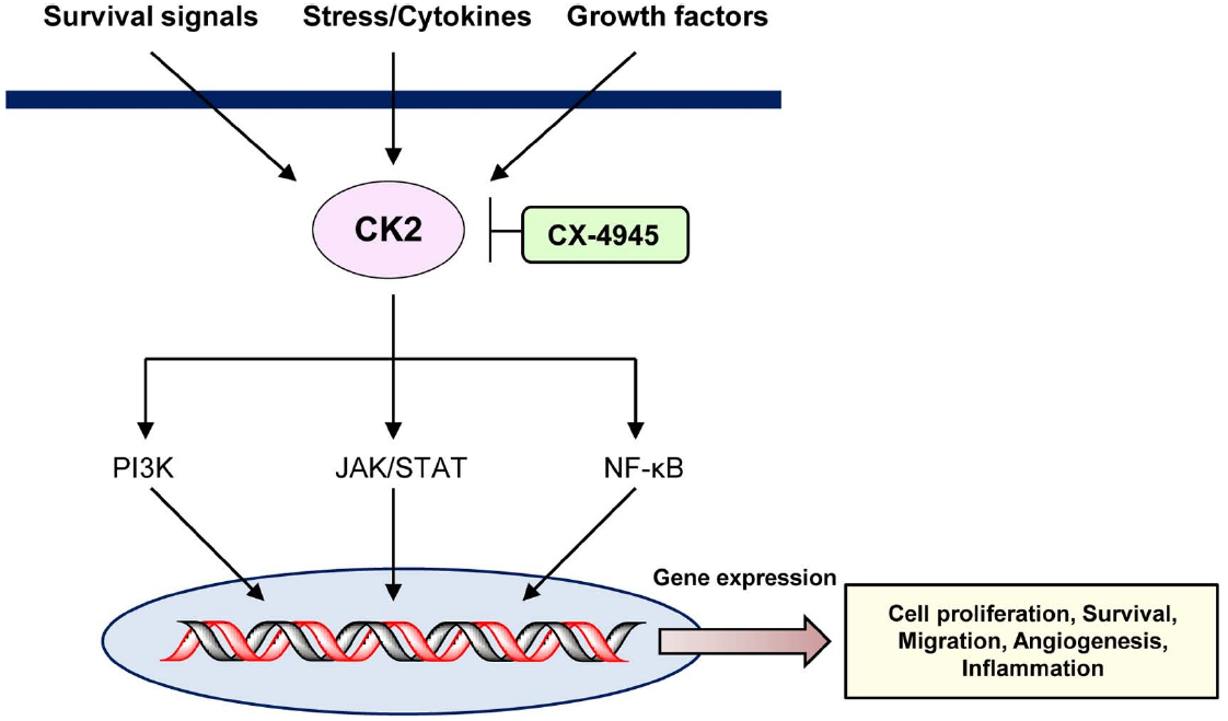 CYHM2点 Frontiers | The casein kinase 2 inhibitor, CX-4945, as an