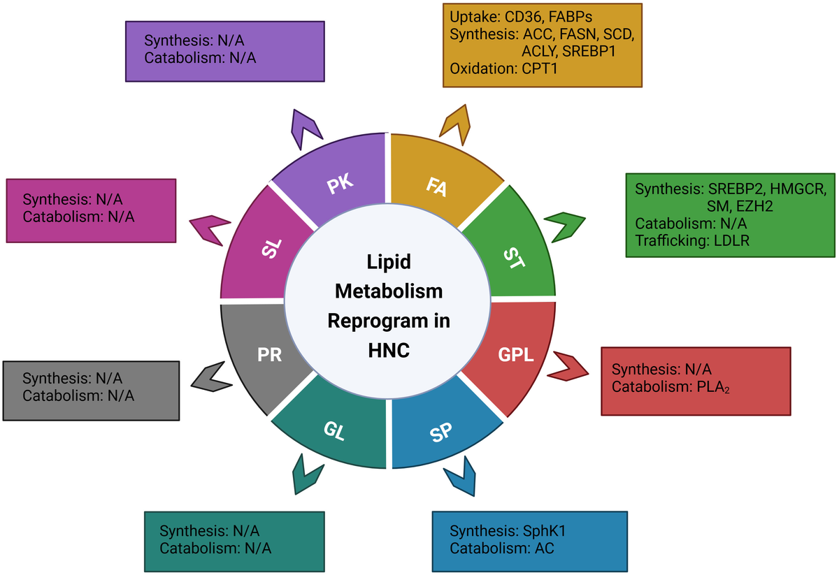 Frontiers | Lipid metabolism reprogramming in head and neck