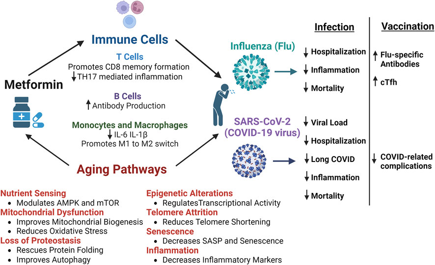 Frontiers | Old drug, new tricks: the utility of metformin