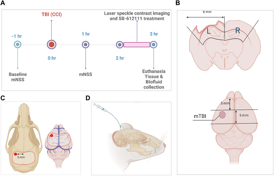 Frontiers | The Nociceptin/Orphanin FQ peptide receptor