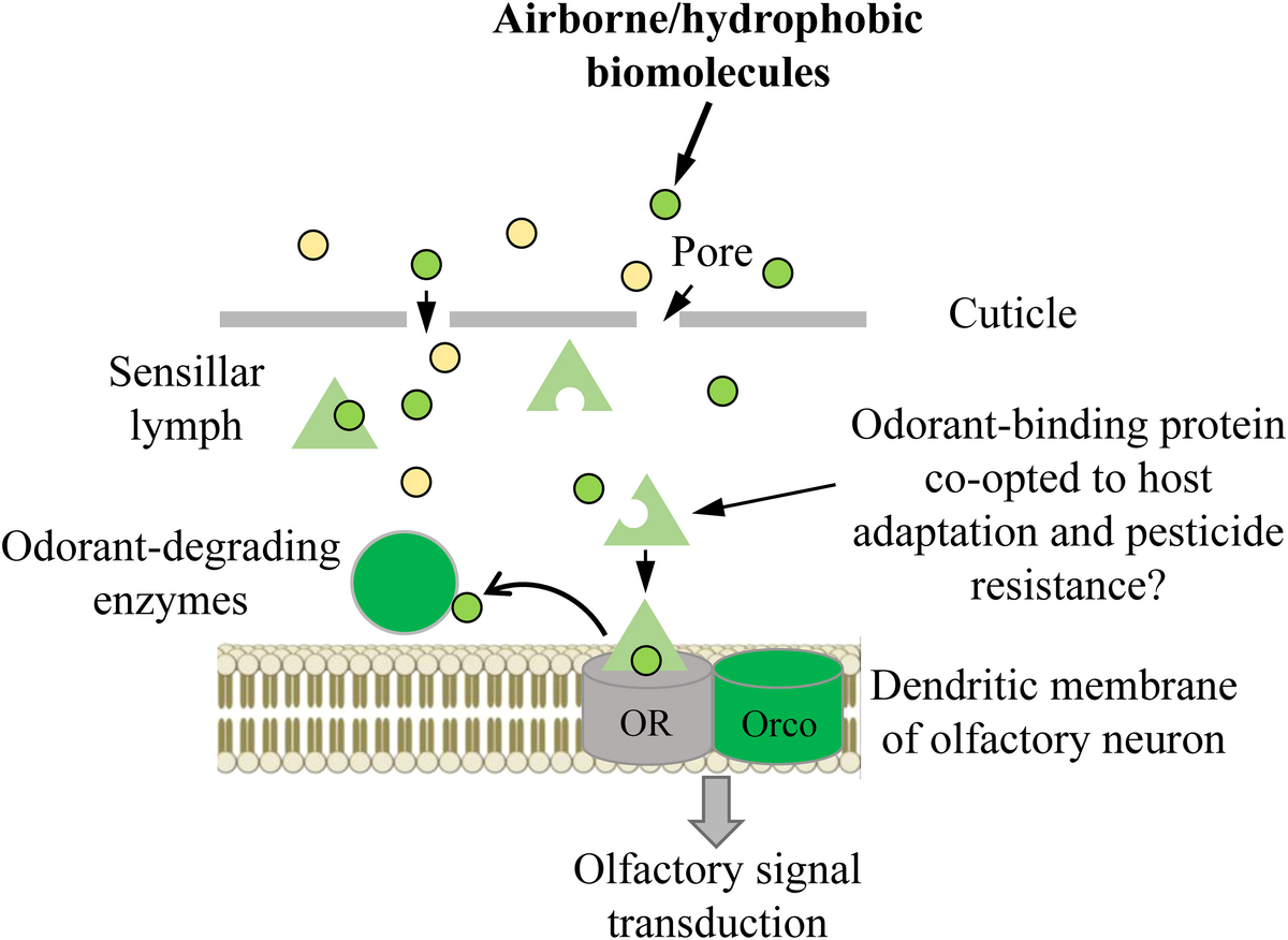 Frontiers | Roles of insect odorant binding proteins in