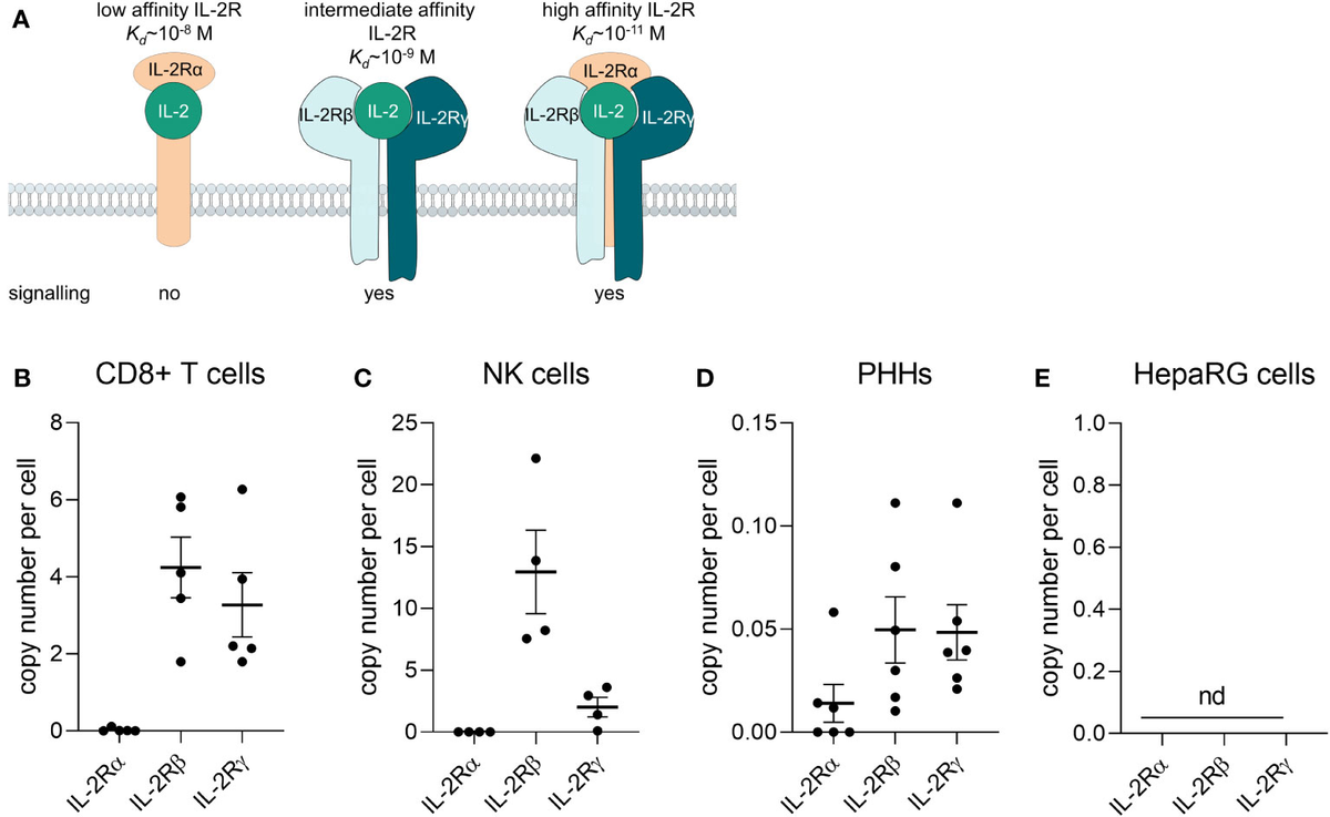 Frontiers | Immuno-inflammatory in vitro hepatotoxicity