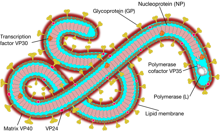 Emerging Viruses: AIDS And Ebola : Nature, Accident or