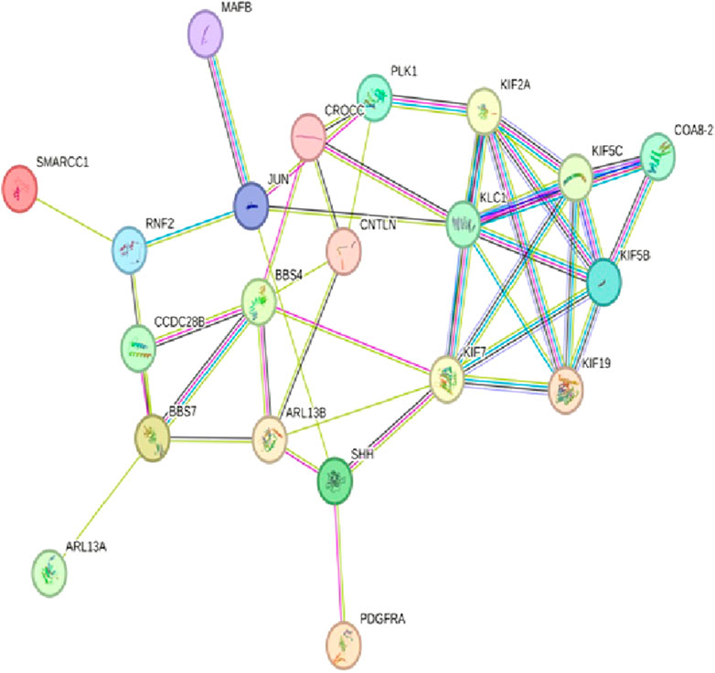 Frontiers | Tracing the pathways and mechanisms involved in