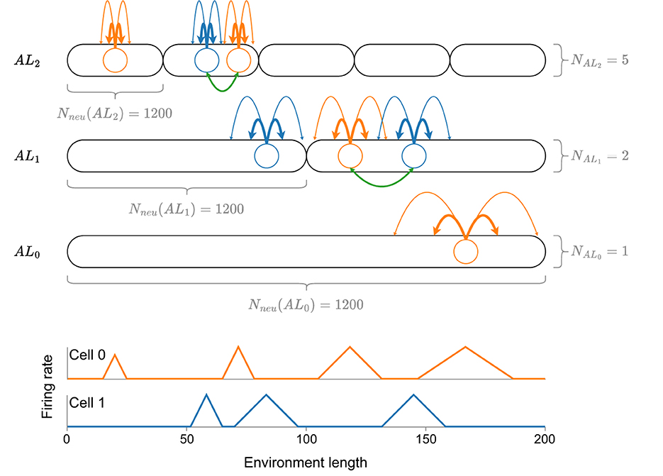 Frontiers | Grid codes vs. multi-scale, multi-field place codes for space