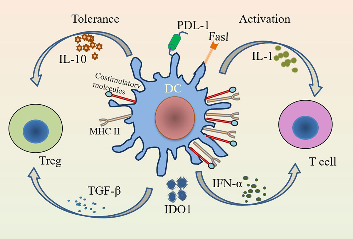 Frontiers | Tolerogenic dendritic cells and TLR4/IRAK4/NF-κB