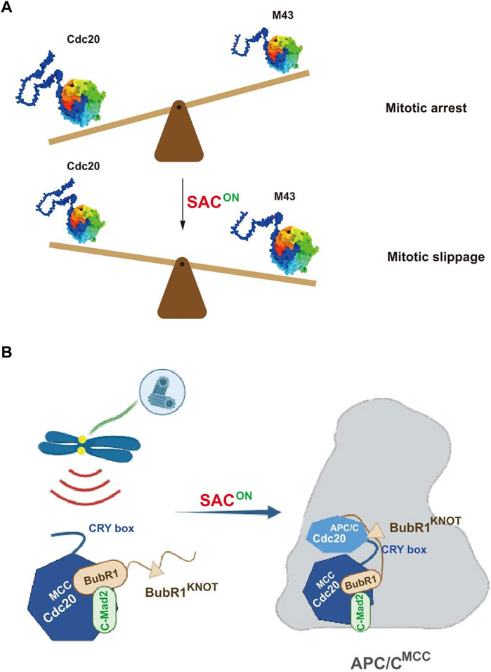 Novel regulation on the mitotic checkpoint revealed by ... Biology Diagrams