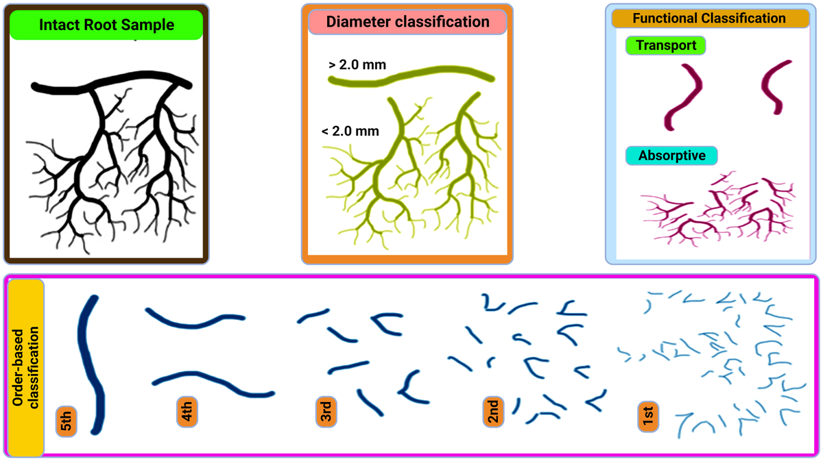 Frontiers | Fine root decomposition in forest ecosystems: an