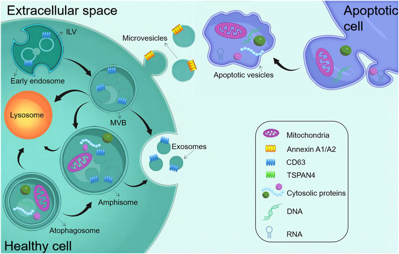 Frontiers | Prospective applications of extracellular