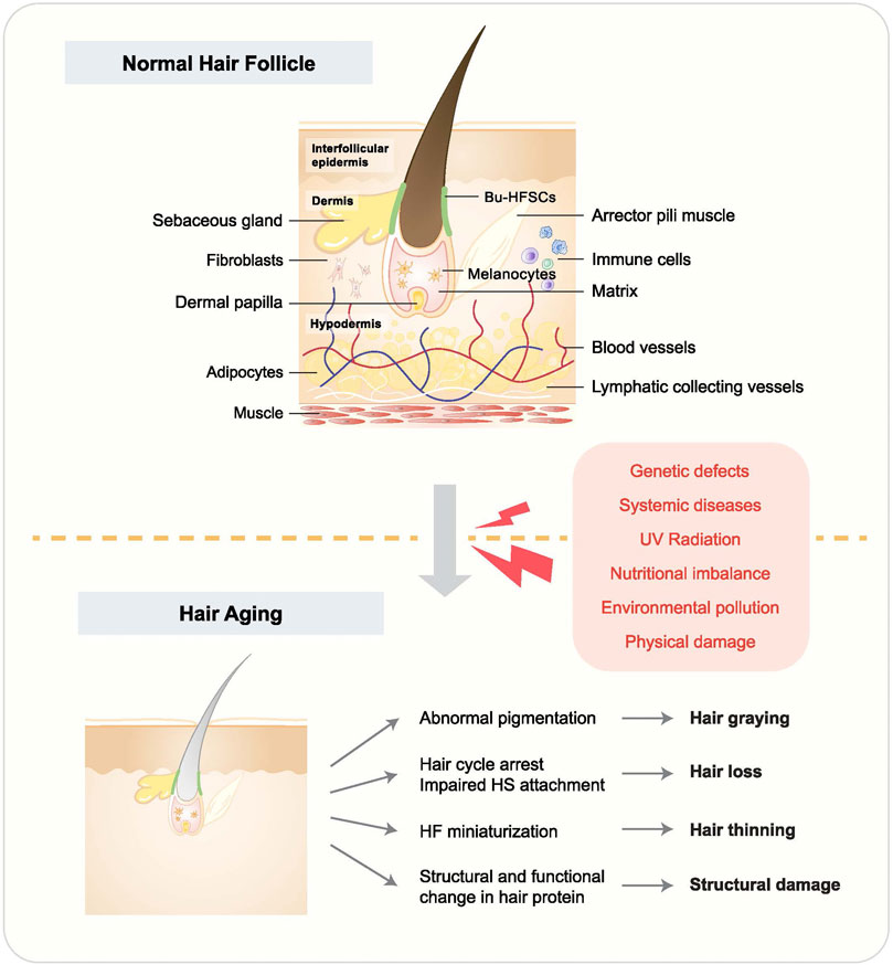 Frontiers | Signaling pathways in hair aging