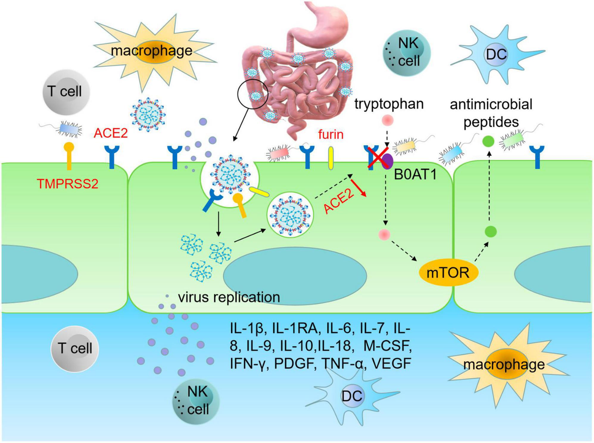 Epidermal Growth Factor Receptor Cell Proliferation