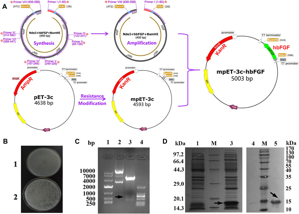 Amino Acid Metabolism in Cancer Drug Resistance