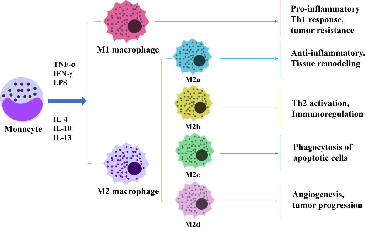福袋・半額ポスター - クリーニング屋さん専用の通 Frontiers | The role of macrophages in gastric cancer サイドテーブル・ナイトテーブル・ローテーブル