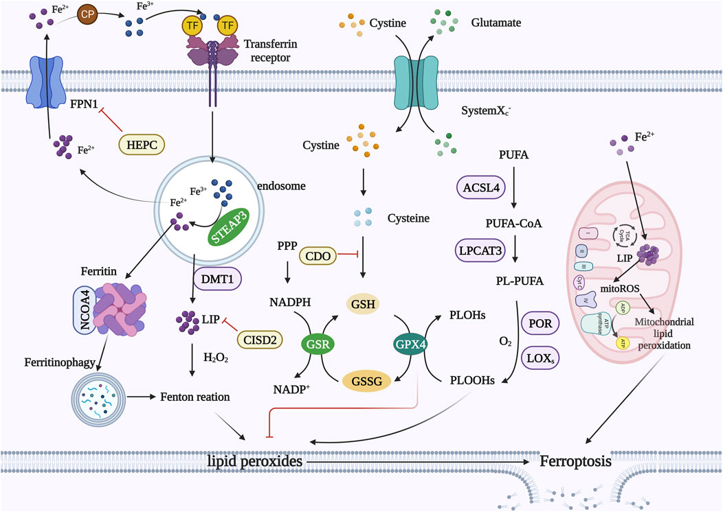 Frontiers | Ferroptosis in head and neck squamous cell