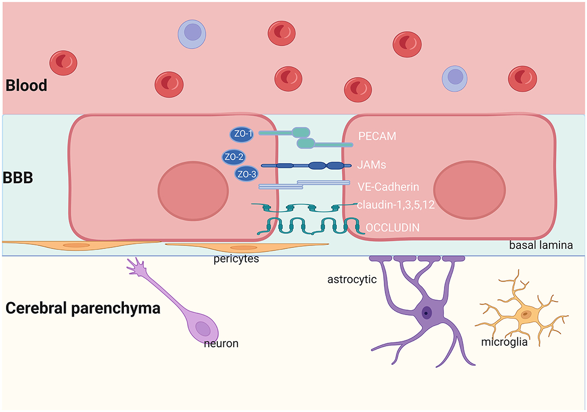 Frontiers | Anti-NMDAR antibodies, the blood–brain barrier