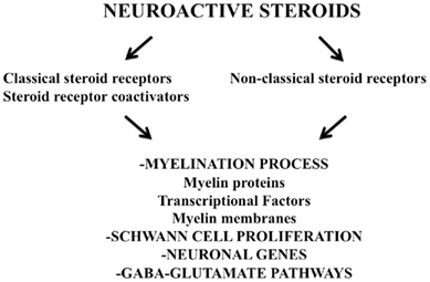 Frontiers | Role of Neuroactive Steroids in the Peripheral
