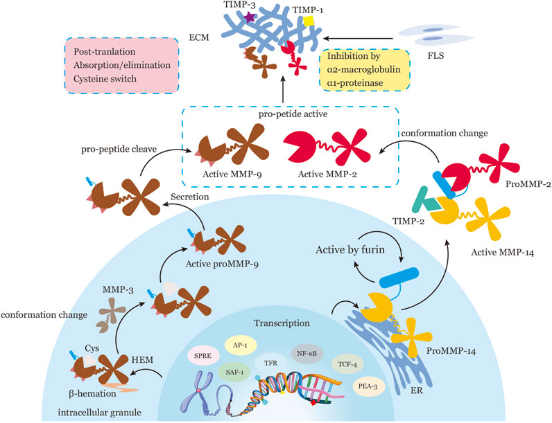 オープニング 大放出セール Immunomodulatory | Frontiers roles in metalloproteinases of その他