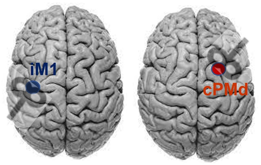 健康・医学 Dynamics of Skill Acquisition Amazon.com: Dynamics of Skill Acquisition: An Ecological