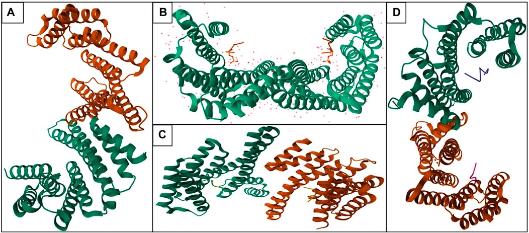 Frontiers | 14-3-3 proteins—a moonlight protein complex with