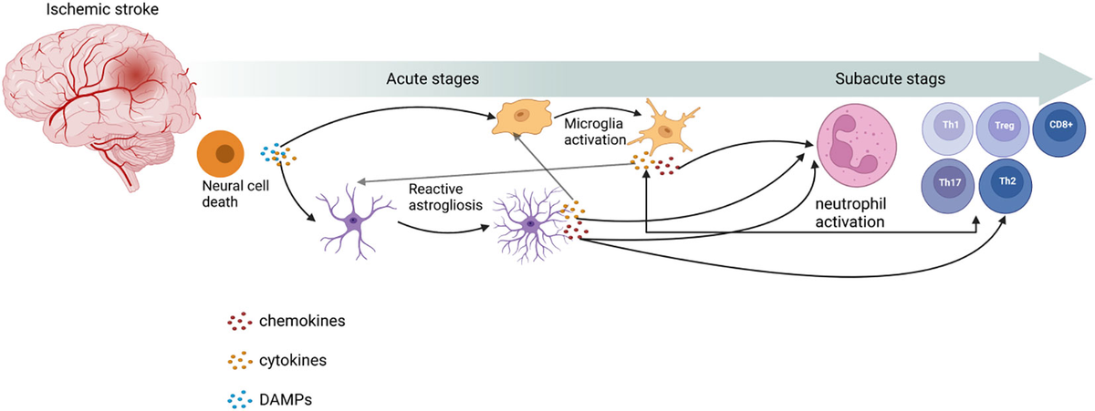 Frontiers | Mechanisms of immune response and cell death in 