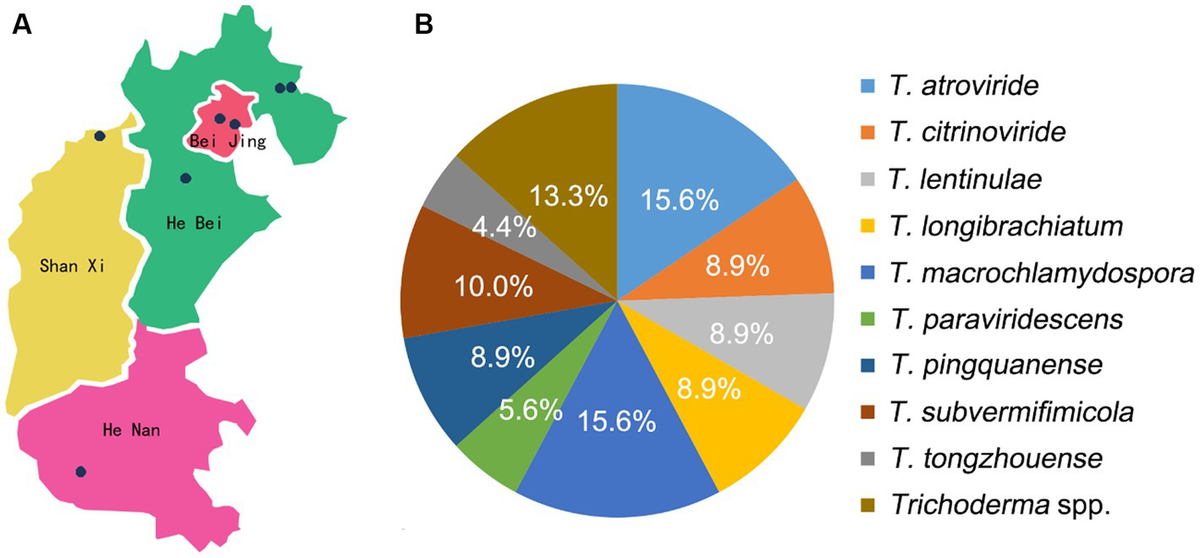 Frontiers | Diversity of Trichoderma species associated with