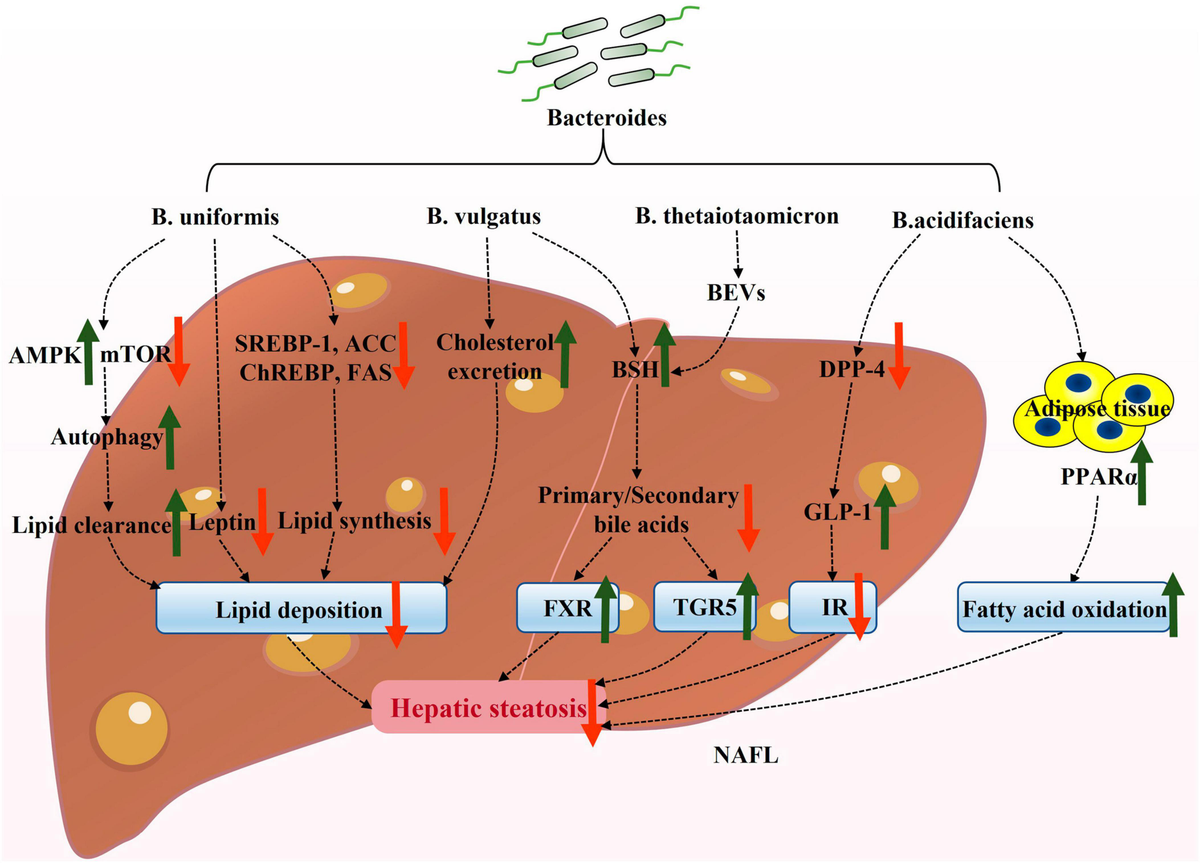 frontiers-bacteroides-and-nafld-pathophysiology-and-therapy